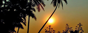 Goa shapora river med palmer